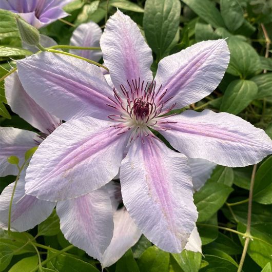 Clematis Nelly Moser